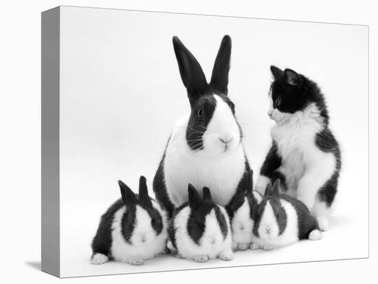 Blue Dutch Rabbit and Four 3-Week Babies and Black-And-White Kitten-Jane Burton-Stretched Canvas