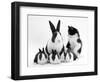 Blue Dutch Rabbit and Four 3-Week Babies and Black-And-White Kitten-Jane Burton-Framed Premium Photographic Print