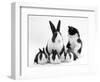 Blue Dutch Rabbit and Four 3-Week Babies and Black-And-White Kitten-Jane Burton-Framed Premium Photographic Print