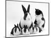 Blue Dutch Rabbit and Four 3-Week Babies and Black-And-White Kitten-Jane Burton-Mounted Premium Photographic Print