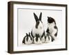 Blue Dutch Rabbit and Four 3-Week Babies and Black-And-White Kitten-Jane Burton-Framed Photographic Print