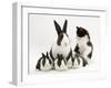 Blue Dutch Rabbit and Four 3-Week Babies and Black-And-White Kitten-Jane Burton-Framed Photographic Print