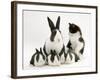 Blue Dutch Rabbit and Four 3-Week Babies and Black-And-White Kitten-Jane Burton-Framed Photographic Print