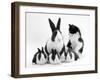 Blue Dutch Rabbit and Four 3-Week Babies and Black-And-White Kitten-Jane Burton-Framed Photographic Print