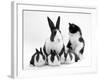 Blue Dutch Rabbit and Four 3-Week Babies and Black-And-White Kitten-Jane Burton-Framed Photographic Print