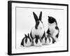 Blue Dutch Rabbit and Four 3-Week Babies and Black-And-White Kitten-Jane Burton-Framed Photographic Print