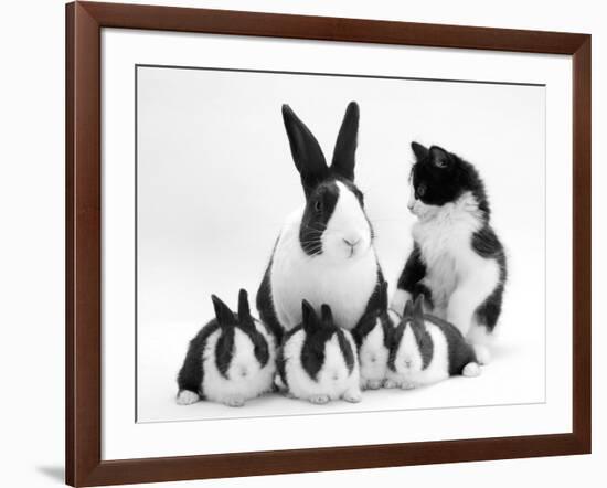 Blue Dutch Rabbit and Four 3-Week Babies and Black-And-White Kitten-Jane Burton-Framed Photographic Print