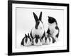 Blue Dutch Rabbit and Four 3-Week Babies and Black-And-White Kitten-Jane Burton-Framed Photographic Print