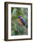 Blue-eared kingfisher (Alcedo meninting) Sabah, Malaysia-Suzi Eszterhas-Framed Photographic Print