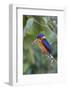 Blue-eared kingfisher (Alcedo meninting) Sabah, Malaysia-Suzi Eszterhas-Framed Photographic Print