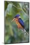 Blue-eared kingfisher (Alcedo meninting) Sabah, Malaysia-Suzi Eszterhas-Mounted Photographic Print