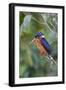 Blue-eared kingfisher (Alcedo meninting) Sabah, Malaysia-Suzi Eszterhas-Framed Photographic Print