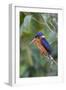 Blue-eared kingfisher (Alcedo meninting) Sabah, Malaysia-Suzi Eszterhas-Framed Photographic Print