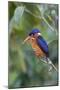 Blue-eared kingfisher (Alcedo meninting) Sabah, Malaysia-Suzi Eszterhas-Mounted Photographic Print