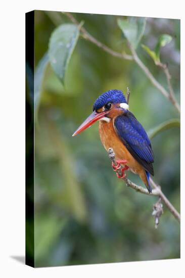 Blue-eared kingfisher (Alcedo meninting) Sabah, Malaysia-Suzi Eszterhas-Stretched Canvas