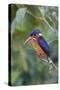 Blue-eared kingfisher (Alcedo meninting) Sabah, Malaysia-Suzi Eszterhas-Stretched Canvas