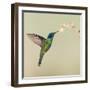 Blue-eared violet hummingbird feeding on flower, Talamanca Mountains, Costa Rica-Panoramic Images-Framed Photographic Print