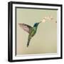 Blue-eared violet hummingbird feeding on flower, Talamanca Mountains, Costa Rica-Panoramic Images-Framed Photographic Print