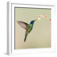 Blue-eared violet hummingbird feeding on flower, Talamanca Mountains, Costa Rica-Panoramic Images-Framed Photographic Print