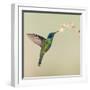 Blue-eared violet hummingbird feeding on flower, Talamanca Mountains, Costa Rica-Panoramic Images-Framed Photographic Print