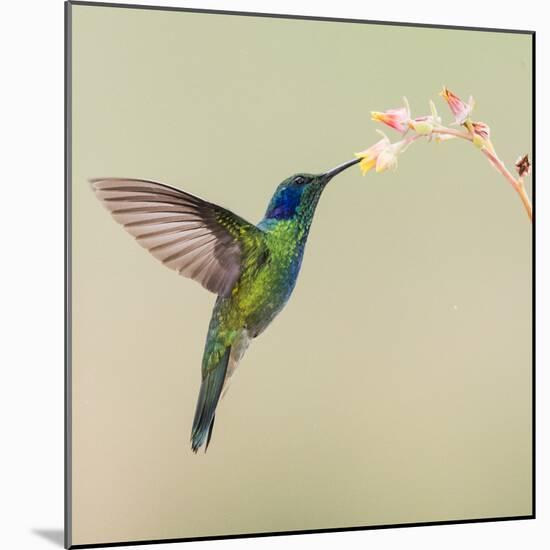 Blue-eared violet hummingbird feeding on flower, Talamanca Mountains, Costa Rica-Panoramic Images-Mounted Photographic Print