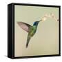 Blue-eared violet hummingbird feeding on flower, Talamanca Mountains, Costa Rica-Panoramic Images-Framed Stretched Canvas
