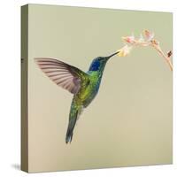 Blue-eared violet hummingbird feeding on flower, Talamanca Mountains, Costa Rica-Panoramic Images-Stretched Canvas