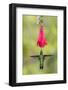 Blue-eared violet hummingbird hovering near flower, Talamanca Mountains, Costa Rica-Panoramic Images-Framed Photographic Print