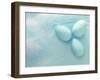 Blue Eggs and Feathers-Steve Lupton-Framed Photographic Print