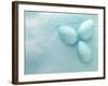 Blue Eggs and Feathers-Steve Lupton-Framed Photographic Print