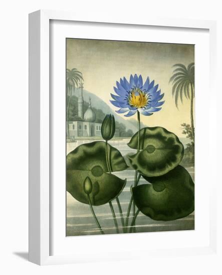 Blue Egyptian Waterlily-Stadler-Framed Giclee Print