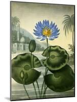 Blue Egyptian Waterlily-Stadler-Mounted Giclee Print