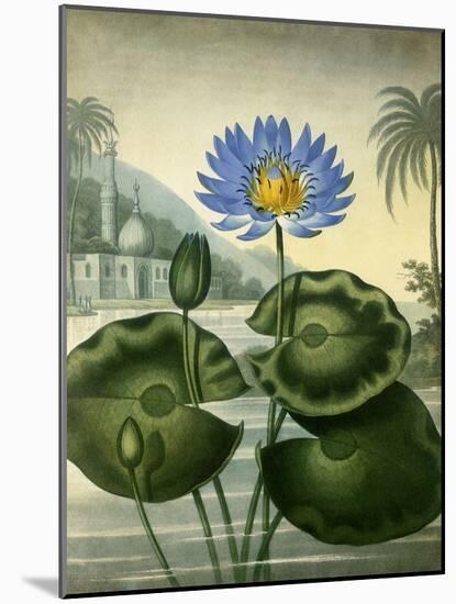 Blue Egyptian Waterlily-Stadler-Mounted Giclee Print