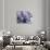 Blue Elephant-Richard Wallich-Giclee Print displayed on a wall