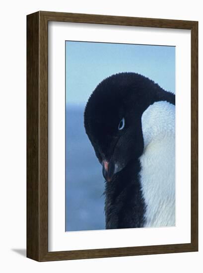 Blue-Eyed Adelie Penguin-Charles Glover-Framed Giclee Print