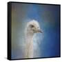 Blue Eyed Beauty Ostrich-Jai Johnson-Framed Stretched Canvas