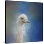 Blue Eyed Beauty Ostrich-Jai Johnson-Stretched Canvas