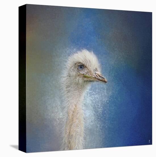 Blue Eyed Beauty Ostrich-Jai Johnson-Stretched Canvas