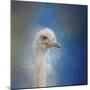 Blue Eyed Beauty Ostrich-Jai Johnson-Mounted Giclee Print