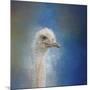 Blue Eyed Beauty Ostrich-Jai Johnson-Mounted Giclee Print