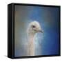 Blue Eyed Beauty Ostrich-Jai Johnson-Framed Stretched Canvas