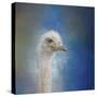 Blue Eyed Beauty Ostrich-Jai Johnson-Stretched Canvas