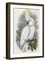 Blue Eyed Cockatoo-John Gould-Framed Giclee Print