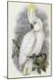 Blue Eyed Cockatoo-John Gould-Mounted Giclee Print