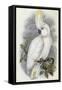 Blue Eyed Cockatoo-John Gould-Framed Stretched Canvas