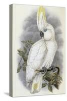 Blue Eyed Cockatoo-John Gould-Stretched Canvas