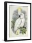 Blue-Eyed Cockatoo-William Hart-Framed Giclee Print