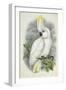 Blue-Eyed Cockatoo-William Hart-Framed Giclee Print