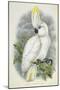 Blue-Eyed Cockatoo-William Hart-Mounted Giclee Print