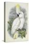 Blue-Eyed Cockatoo-William Hart-Stretched Canvas